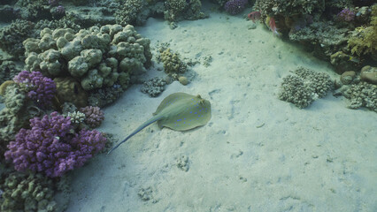 Blue spotted Stingray or Bluespotted Ribbontail Ray (Taeniura lymma) swim near coral reef above...