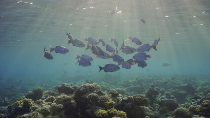 School fishes underwater sun beams and sun shine calming and relaxing ocean scenery backgrounds. Shoal of juvenile Brassy Chub (Kyphosus vaigiensis) swims in sunbeams in morning, Red sea, Egypt