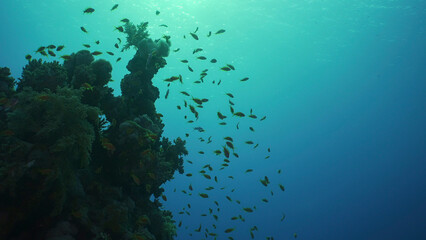 Fototapeta na wymiar Silhouettes of tropical fish swims next to coral reef on surface water and setting sun background, backlighting (Contre-jour). Life on coral reef during sunset, Red sea, Egypt