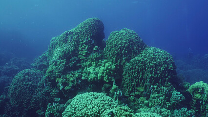 Hard corals colony Porites, tropical fish swim above top of coral reef in sun rays, Red sea, Safaga, Egypt