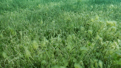 Seabed covered with green seagrass. Seagrass meadow with blooming green Round Leaf Sea Grass or...