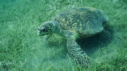Very old-aged male Hawksbill Sea Turtle or Bissa (Eretmochelys imbricata) eats Round Leaf Sea Grass...