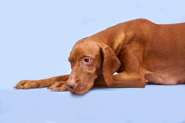 A large brown dog of the Hungarian Vizsla breed lies on a blue isolated background. Animal mother of puppies. The dog has a large udder with milk. Motherhood concept.	