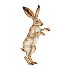 Watercolor vintage rabbit clipart Illustration