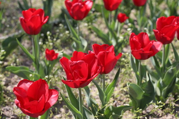 Obraz premium red tulips in the garden