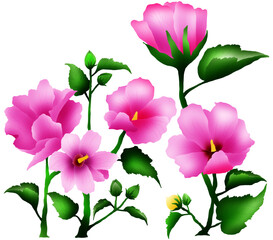 Rose of Sharon,무궁화,Rose,Pink,Flower,beautiful colored flowers