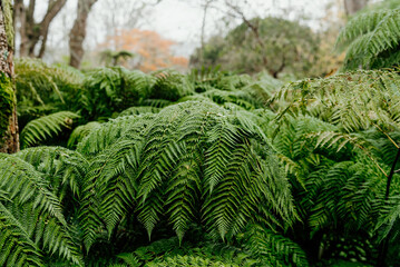 Natural green fern leaves growing in botanical garden. Lush foliage texture with fern fronds. Tropical leaves 