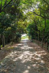 夏の散歩道、木漏れ日の夏休み