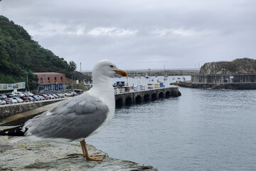 A seagull stands on a rock, overlooking a harbor with boats, cars, and buildings under an overcast sky