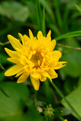 yellow flowers from the Helianthus doronicoides plant blooming in the yard.