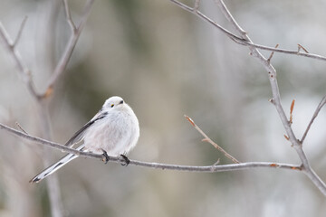 かわいいシマエナガ