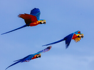 blue and yellow macaw canind&eacute;