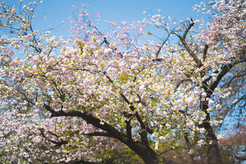 北海道五稜郭の桜