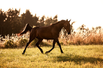 Pferd Traber trabt rennt über eine Wiese Koppel mit Gras im Sonnenuntergang - obrazy, fototapety, plakaty