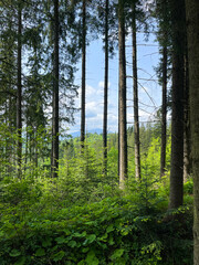 Naklejka premium Forest in the Carpathians