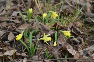Spring blooming Narcissus in the garden
