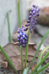Spring blooming grape hyacinth Muscari inconstrictum