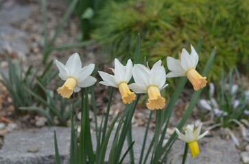 Spring blooming Narcissus 'Winter Waltz'