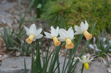 Obraz premium Spring blooming Narcissus 'Winter Waltz'