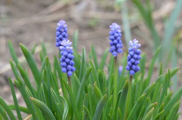 Spring blooming grape hyacinth Muscari botryoides