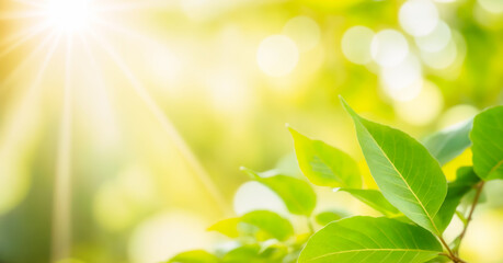 The image features a close-up of green leaves with a blurred background. The leaves are bright and shiny, and there's a branch in the foreground. The lighting is bright and sunny, creating a sense of