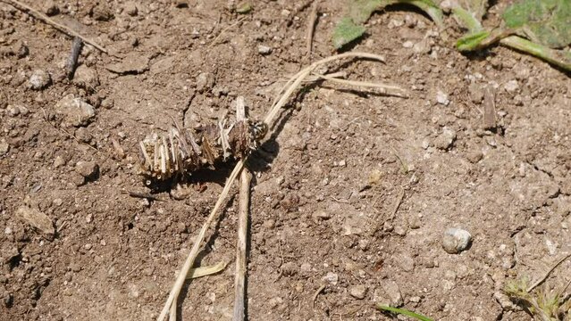 A Bagworm larva (Megalophanes stetinensis) crawls on the ground in a sunny day