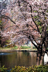 Spring blooms beside serene lake.