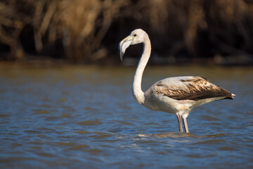 Greater Flamingo - Phoenicopterus roseus, beautiful water bird from southern European and Africa sea coasts, Malaga, Spain.