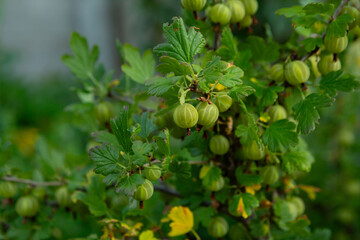 Close up of twigs with gooseberries on bush homegrown produce