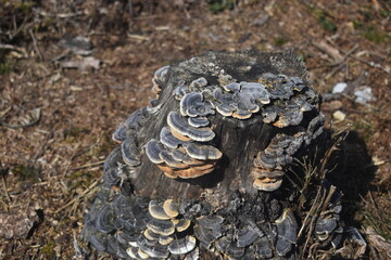mushroom on the stump