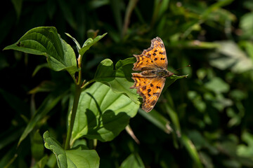 A beautiful Polygonia c-album butterfly on a green leaf
