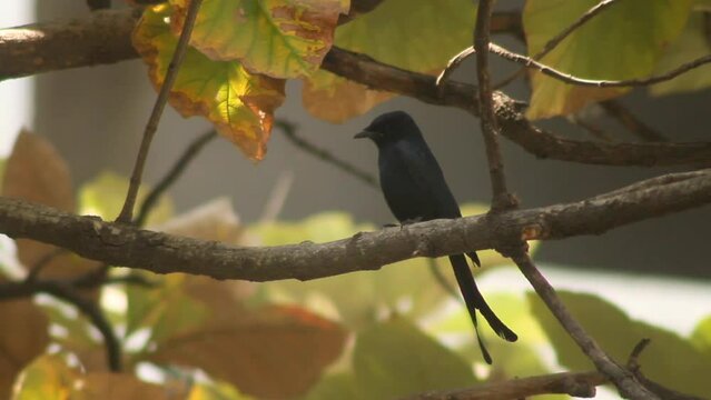 black drongo (Dicrurus macrocercus)