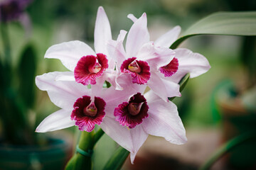 orchid flower