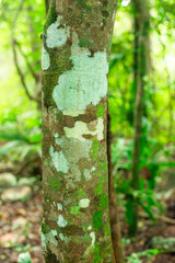spotty tree bark in the dense, shady tropical jungle of the Yucatan