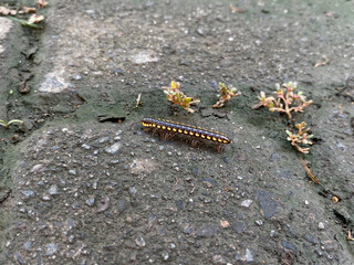 Orthomorpha coarctata, or the long flange millipede, walking on the paved street