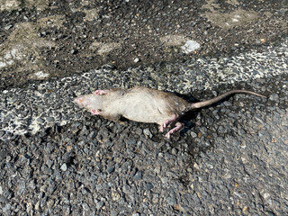 A dead rat on the street