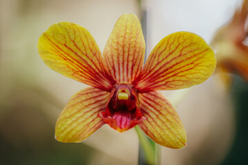 orchid flower