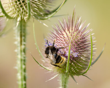 Bourdon butinant