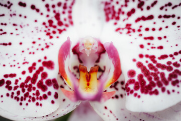 orchid flower