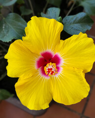 Hibiscus, flor del pacífico color amarillo