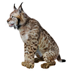 Obraz premium 3D Rendering Lynx on White