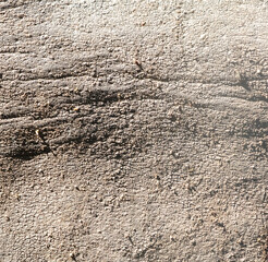 Elephant skin as an abstract background. Texture