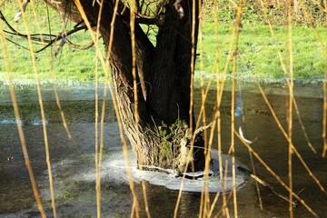 Le saule pleureur gel&eacute;e en plein mois de janvier &agrave; c&ocirc;t&eacute; de la calme rivi&egrave;re