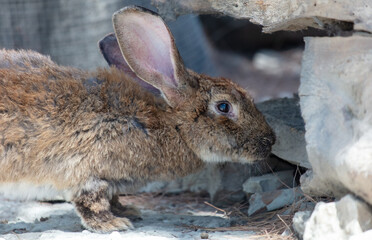 A rabbit is walking on a farm