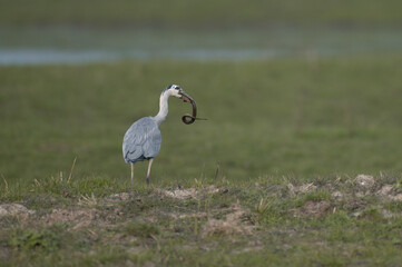 Ardea cinerea - Grey heron - Héron cendré, Anguilla anguilla - European eel - Anguille d'Europe