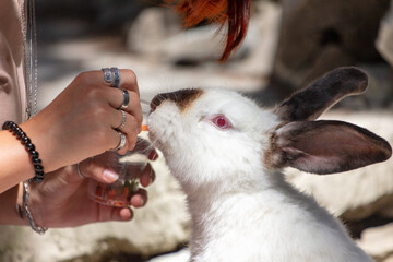 Obraz premium A girl feeds a rabbit on a farm