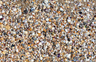 Seashells on the seashore close-up. Background