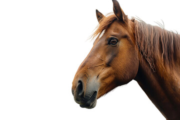 Close Up Portrait of a Brown Horse Isolated on Transparent Background