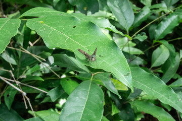Fototapeta premium borboleta em seu habitat natural