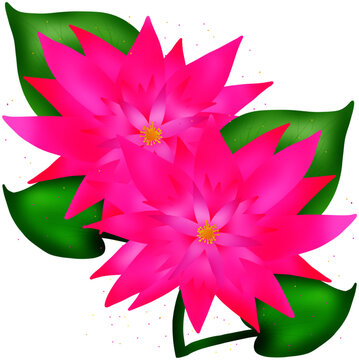 Pink lotus blooming